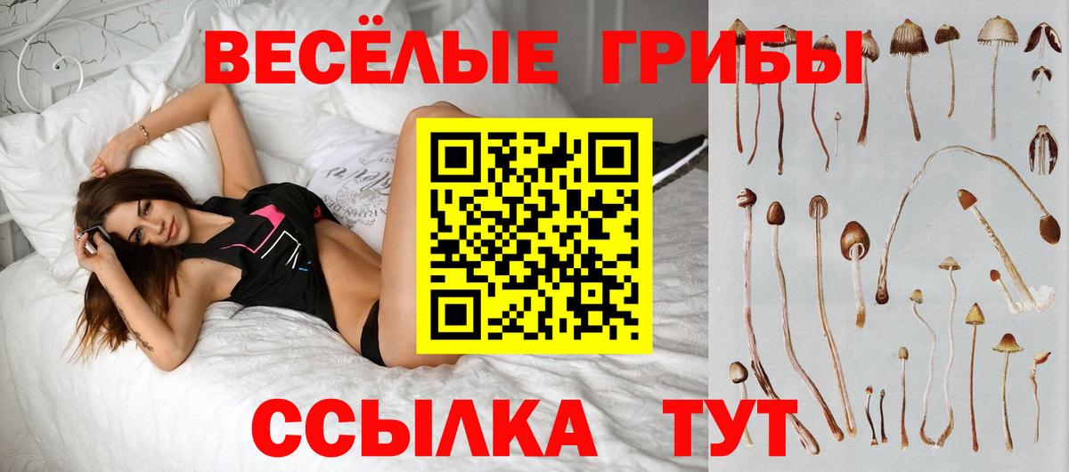 Галлюциногенные грибы Psilocybine cubensis Тимашёвск